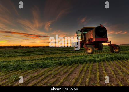 L'erba medica è tutto tagliato. Il lavoro è fatto per il giorno. L'andanatrice è spento e ora è il momento di rilassarsi e godersi il tramonto. Foto Stock