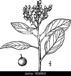 . Nord America : alberi essendo descrizioni e illustrazioni degli alberi che crescono in modo indipendente di coltivazione in America del Nord, a nord del Messico e le Indie occidentali . Alberi. Fig. 696. - Lanosi Manzanita. segnalato come talvolta diventando arborescente e 6 m. alto, con una base tnmk 3 dm. in diametro; si verifica nelle foreste di sequoia di Santa Cruz County e a San Mateo coimty, Cahfomia, e differisce dalla precedente nella sua più sottile a forma di cuore foglie sessili, più ispido ramoscelli, più ampio e più pelosi brattee della infiorescenza e ha una maggiore gamma di meridionale. 2. Grandi MANZANITA -Aictaphylos ma Foto Stock