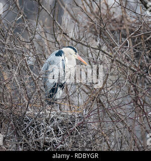 Un singolo airone cinerino (Ardea cinerea) bird seduto in un albero di Vienna (Austria) in inverno Foto Stock