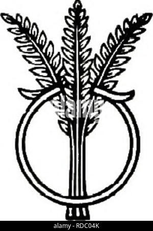 . Seduta redditizia-allevamento : come fare soldi facilmente e rapidamente con un piccolo allevamento di capitale cuscini . Piccioni; Piccioni. 50 La dozzina. Circa i due terzi del rimanente verrà eseguito vicino a 7 libbre per la dozzina e un terzo sarà classificato tra i più bassi di qualità. Quando lo-pound cuscini sono in vendita per $6 un dozzina, un sacco di peso superiore a lo libbre per la dozzina di porterà un premio da andare centesimi di dollaro un dozzina fino; ma come una regola il meglio gli uccelli sono classificati come 8-pounders. Nella raccolta di cuscini, alcuni li lasciano appendere dove vengono uccisi, mentre altri li prende in mano. Il peso della pratica è i Foto Stock