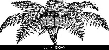 . Botanica agricola per gli studenti . La botanica. 428 LE PTERIDOFITE (FERN piante) la caratteristica delle strutture di gambi di piante da semi e non sono pertanto puramente steli in apparenza come lo stelo-come struc- tures sviluppato da gametofiti di muschi e alcuni fegato- mosto sono. Essa è rimasta per lo sporofito generazione di sviluppare. -*^^#^- Fig. 379. - Un albero di felce. Dopo Bailey. Un vero e proprio stelo. In corrispondenza della punta del Fern sporofito vi è un meriste- matic regione che dalla rapida crescita e la divisione delle sue celle si allunga il gambo. Appena dietro la punta di avanzamento nuove radici e foglie sono sviluppati Foto Stock