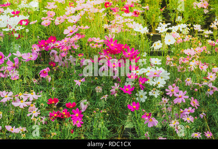 Colorato di zolfo Cosmos fiori su un rack decorare nel parco. Foto Stock