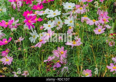 Colorato di zolfo Cosmos fiori su un rack decorare nel parco. Foto Stock