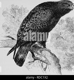 . Un popolare handbook di ornitologia di Stati Uniti e Canada, basato su Nuttall manuale del. Gli uccelli; uccelli. AMERICAN RUVIDA ZAMPE HAWK. BLACK HAWK. Archibuteo LAGOPUS Sancti Johannis a. Char. Il colore generale variabile, - scuro o marrone chiaro o grigio brownisli, talvolta nero ; tutte le piume refilato con colori più chiari, producendo una comparsa di striature. L'assenza di queste strisce sul ventre forma una banda oscura. Coda con il buio e la luce bar e biancastre nella sua base. Facilmente distinguibile da qualsiasi altro Hawk con il gambo sfumato. Lunghezza i&LT;)'/i a 22 pollici. Nido. In un grande albero, o su Foto Stock