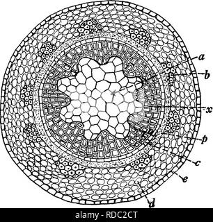 . Botanica agricola per gli studenti . La botanica. Struttura di woody steli 197 del cambio. Gli steli delle dicotiledoni e gimnosperme, poiché essi aumentano di diametro per l'aggiunta di nuovi strati di xilema o legno all'esterno di quello precedentemente formate, sono chiamati steli esogeni. Gli steli delle monocotiledoni sono chiamati endogeno di - un termine adottato quando i botanici aveva l'erro- neous nozione che piante monocotiledoni gambi crescono con l'aggiunta di nuovi tessuti all'interno di quelli più vecchi. Struttura di Woody steli steli legnosi, caratteristica di arbusti e alberi di dicotiledoni e gimnosperme, sono fu Foto Stock