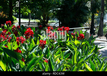 Canna lilies in città Giardini Botanici di Brisbane, Queensland, Australia Foto Stock