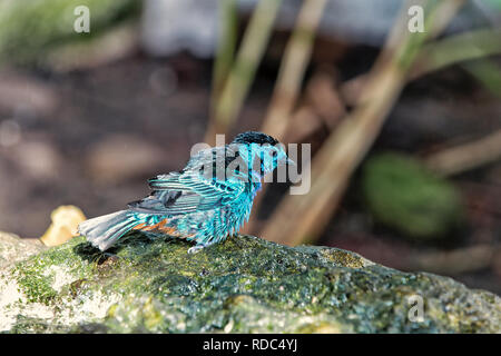 Piccolo e bellissimo uccello blu con gocce d'acqua su giù appollaiate sul ramo seduto sulla pietra su sfondo naturale Foto Stock