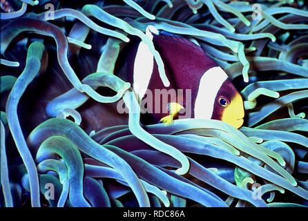 Un clownfish (Amphiprion clarkii: 6 cms.) nel suo host (anemone Heteractis magnifica). Questi pesci hanno un rapporto di simbiosi con le anemoni, che proteggono da attacchi da parte di predatori in cambio di un luogo di rifugio. Essi sono doughty difensori dei loro habitat e a volte anche tentare di scacciare i subacquei di avvicinamento! Se si sentono minacciati, si nascondono tra l anemone di molti tentacoli, la sensazione puntoria nematocisti di cui essi sono immuni. Varie specie di clownfish sono incontrati sulle barriere coralline tropicali, dove si nutrono principalmente di copepods e alghe. La foto è stata scattata in Indonesia Foto Stock