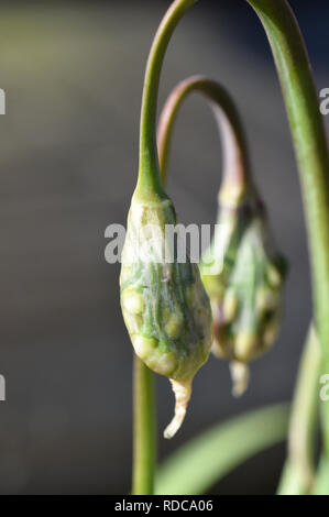 Allium cernuum Foto Stock