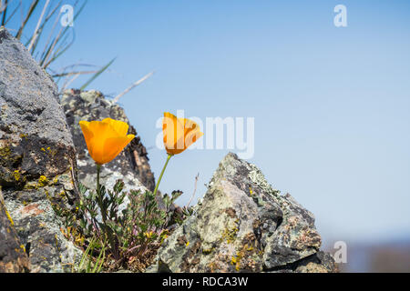 California Papaveri (Eschscholzia californica) crescente tra le rocce su un cielo blu di sfondo, Henry W. Coe State Park, California Foto Stock