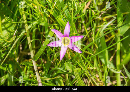 Rosy Sandcrocus (Romulea rosea), endemica in Sud Africa e naturalizzato in Europa, Australia, Nuova Zelanda e California negli Stati Uniti; altri Foto Stock