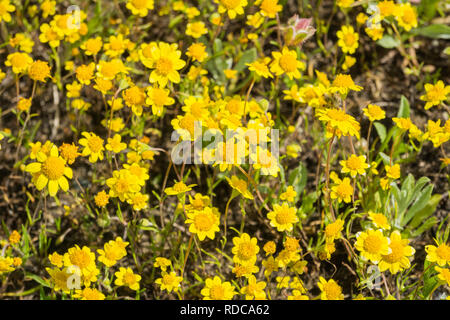 Goldfields blooming sui prati, vista da sopra, California Foto Stock