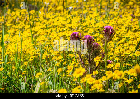 Il gufo di trifoglio (Castilleja exserta) fiorire tra Goldfield fiori, California Foto Stock