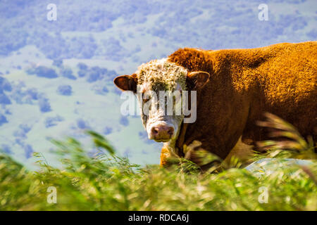 Close up di grandi Simmental bull; vista frontale, California Foto Stock