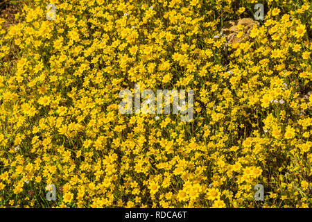 Goldfields blooming sui prati, vista da sopra, California Foto Stock