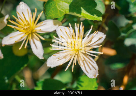 Clematis lasiantha (Pipestem Clematis) fiorire in primavera, pinnacoli National Park, California Foto Stock