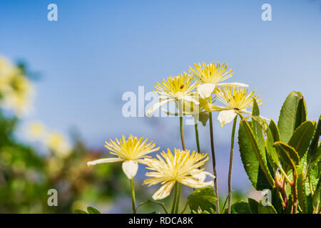 Clematis lasiantha (Pipestem Clematis) fiorire in primavera, pinnacoli National Park, California Foto Stock