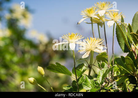 Clematis lasiantha (Pipestem Clematis) fiorire in primavera, pinnacoli National Park, California Foto Stock