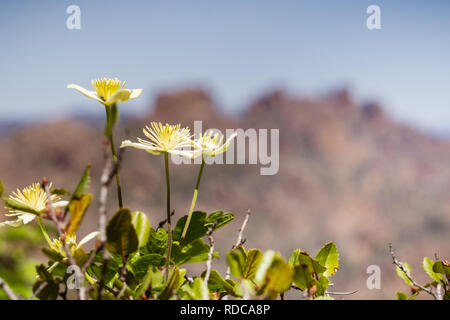 Clematis lasiantha (Pipestem Clematis) fiorire in primavera, offuscata rocce e cielo blu di sfondo, pinnacoli National Park, California Foto Stock