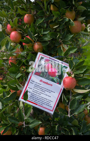 Frutteto con la Braeburn mele e un documento informativo sulla struttura ad albero Foto Stock