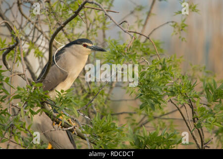 Nero-incoronato Night-Heron / Nycticorax nycticorax Foto Stock