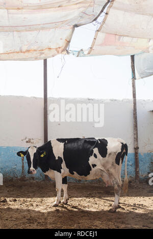 Un latte di vacca in una fattoria nella campagna del Marocco. Foto Stock