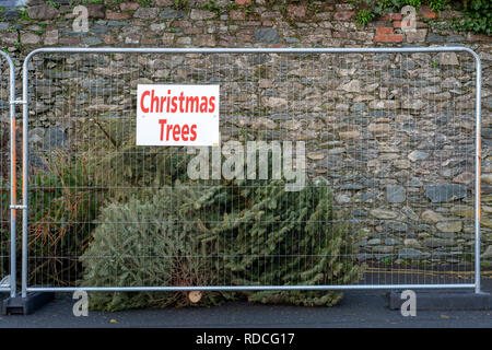 Usato alberi di Natale per il riciclaggio in un punto di rientro e di raccolta a Killarney, County Kerry, Irlanda Foto Stock