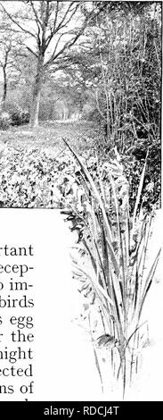 . La natura della carol cantanti. Gli uccelli. Un altro fatto importante che l aids decep- zione quando si tenta di im- porre su piccoli uccelli è che un cucù di uova è solo un quarto delle dimensioni di quello che potrebbe essere ragionevolmente previsto dalle dimensioni del suo strato. È molto più pesante, tuttavia, rispetto a qualsiasi altro uovo della sua dimensione, e ha uno spessore maggiore sheU. Fisica competente- ists hanno asserito che. "Venite e ascoltate il cuculo cantare. Venite a respirare il soffio di primavera.". Si prega di notare che queste immagini vengono estratte dalla pagina sottoposta a scansione di immagini che possono essere state migliorate digitalmente per la leggibilità - Colorazione e aspetto di t Foto Stock