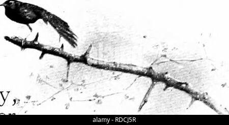 . La natura della carol cantanti. Gli uccelli. FOSTER albero madre PIPIT STRETCHING lei- auto dopo aver alimentato i giovani cuculo. La natura della CAROL cantanti. ha ricevuto dalle mani di naturahsts per generazioni. Si arriva in questo paese nel corso del mese di aprile e si allontana di nuovo nel mese di luglio,, .^^ , lasciando il suo trascurato per ' quelle giovani a seguire, in agosto e settembre per i trimestri invernali della specie in Africa della soleggiata clima. L'uccello non fa alcun tentativo qualunque alla nidificazione, ma deposita le sue uova singolarmente, come una regola in quelle dei piccoli uccelli, e consente il piccolo dupes al portello e parte posteriore i suoi giovani. Dalla sua simi- lari Foto Stock