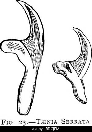 . Parassitologia veterinaria . Animali domestici; parassitologia veterinaria. Parassiti DEL TUBO DIGERENTE 87 embrioni, tutti i quali sono armate con tre coppie di ganci. L'embrione di ogni varietà di tenia richiede un ospite speciale e in caso di non essere in grado di trovare questo muore. Quando viene ingerita, è trasportata dal sangue-stream per alcuni organi come il fegato o anche per il cervello in alcuni casi e diventa encysted. Il Dipylidium trovata nel cane è interessante, come l'inter- mediare host è un invertebrato, come un pidocchio o flea. Le cisti appena citati non sono tutti uguali. Ci sono compagnia Foto Stock