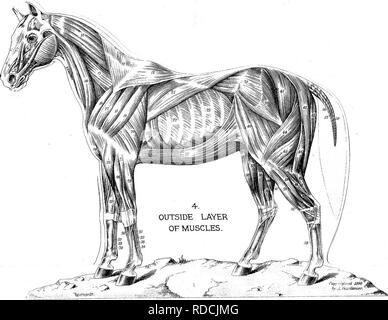 . Il successo stockman e manuale di allevamento . Bestiame; medicina veterinaria. . Si prega di notare che queste immagini vengono estratte dalla pagina sottoposta a scansione di immagini che possono essere state migliorate digitalmente per la leggibilità - Colorazione e aspetto di queste illustrazioni potrebbero non perfettamente assomigliano al lavoro originale. Gardenier, Andrew A. Springfield, Massachusetts : King-Richardson Co. Foto Stock