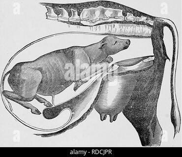 . Ostetricia veterinaria; un compendio per l'uso di studenti e professionisti. Ostetricia veterinaria. 64 OSTETRICIA VETERINARIA. dello sterno, spingere il feto nell'utero, mentre allo stesso tempo la trazione deve essere sapientemente applicate al fetlocks, e quindi convertire in vertebro-sacrale. VERTEBRO-sacrale. Con Fore-Limbs flesse le ginocchia, talvolta questo è un più difficile la presentazione. Se la testa può essere raggiunto, il cavo di alimentazione prima di ogni altra cosa. Fig. 22. Vertebro-Posizione sacrale ; Fore-arti flesso in corrispondenza delle ginocchia. è fatto. Quindi elevare i trimestri del genitore e, con un repelle Foto Stock