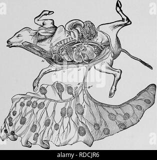 . Ostetricia veterinaria; un compendio per l'uso di studenti e professionisti. Ostetricia veterinaria. Fisiologia. 39 e l'aspetto interno del corion; infine queste navi entrano nei fasci vascolari trovato sull'aspetto esterno del corion. Da questi ciuffi vasculaf numerosi rami che si incontrano per formare la vena ombelicale prendere la loro origine. Questi si uniscono a formare •una vena, che passa lungo il cavo e inserisce la. Fig. i8 FcETAL circolazione: Periodo di avanzata. Un, Placentulse; B', B", vene ombelicali, con il loro tronco comune, B; D, vena porta e il suo procedimento di anastomosi, C; e, dotto Veno Foto Stock