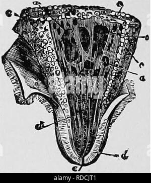 . Ostetricia veterinaria; un compendio per l'uso di studenti e professionisti. Ostetricia veterinaria. 26 . Ostetricia veterinaria. Nei piccoli ruminanti sono presenti due mammae e due tettarelle, costruito come quelle della vacca.. Fig. 13. La sezione della vacca di tettarella. a, a. Principali condotti lattiginosa; b, sinusale lattiginosa; c, c. Acini; d. Elastico o Dartoid tessuto del capezzolo; e, orifizio del capezzolo. Nel maiale la mammae sono dieci o dodici in numero, disposte a coppie in due file parallele, che si estende dalla regione inguinale di sotto il torace e illustri come inguinale, addominale, e thorac Foto Stock