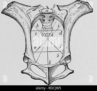 . Ostetricia veterinaria; un compendio per l'uso di studenti e professionisti. Ostetricia veterinaria. Anatomia. 17 i diametri di uscita sono più uguali, essendo circa quelle del diametro trasversale di ingresso. La cavità è più cilindrica e conica inferiore rispetto a quella del mare. Nella pecora e capra, ossificazione che si verificano in corrispondenza di una 'much entro il periodo di tempo, permette di cavità pelvica essendo aumentato durante il parto, e permette di agire essendo eseguita con meno difficoltà in questi animali. Nel maiale, la conformazione generale del bacino. Fig. 8. Ingresso della vacca di bacino. &Lt;j Foto Stock