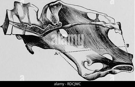 . Ostetricia veterinaria; un compendio per l'uso di studenti e professionisti. Ostetricia veterinaria. Anatomia. 15: sacrum e i primi due o tre vertebre coccygeal; inferiormente alla tuberosità superiore della colonna vertebrale e la tuberosità dell'ischio. Il Mare del bacino dell rappresenta un modo un po' cono cavità in corrispondenza della parte posteriore del tronco, continuando la cavità addominale. Esso ha una interna e una superficie esterna, e due aperture. L'apertura anteriore viene chiamato l'ingresso del^ pelvi, mediante il quale il feto entra nella cavità pelvica. La sezione posteriore è noto come l'uscita o il recto-; uretrale openin Foto Stock