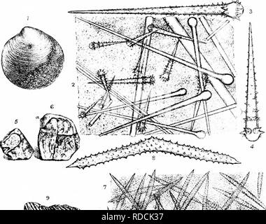 . Una monografia della British Spongiadae. Spugne. Piastra I.XXIX.. Si prega di notare che queste immagini vengono estratte dalla pagina sottoposta a scansione di immagini che possono essere state migliorate digitalmente per la leggibilità - Colorazione e aspetto di queste illustrazioni potrebbero non perfettamente assomigliano al lavoro originale. Bowerbonk, James Scott, 1797-1877; Norman, Alfred Merle, 1831- ed. Londra, Pub. per la società di raggi da R. Hardwicke Foto Stock