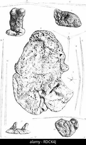 . Una monografia della British SpongiadÃ¦. Spugne. Piastra, iXXII. llynieraacdoii ru-mur, 12. H rH.liosa 3-4 Kplacentula 5-9 ll.piujnupi'JO-lC. I'olvjrLiistic r-.- -- H' I..â !,.â . , AUI-,i,â cl^l ,1 Utii ia conigera 13-16. win..! g c". Si prega di notare che queste immagini vengono estratte dalla pagina sottoposta a scansione di immagini che possono essere state migliorate digitalmente per la leggibilità - Colorazione e aspetto di queste illustrazioni potrebbero non perfettamente assomigliano al lavoro originale. Bowerbonk, James Scott, 1797-1877; Norman, Alfred Merle, 1831- ed. Londra, Pub. per la società di raggi da R. Hardwicke Foto Stock