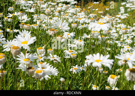 Splendido campo di wild margherite bianco Foto Stock