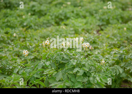 La patata cresce e fiorisce in giardino nel terreno aperto. Legumi per cibo vegetariano sono cresciute in giardini e orti biologici. Foto Stock