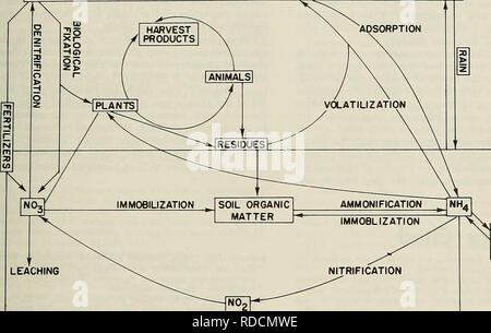 . Un uso efficiente di azoto sul terreno del raccolto nel nord-est. Piante; terreni. Un uso efficiente di azoto da aria 29 NgO.Ng NH, polvere. RUNOFF erosione di argilla di lisciviazione e complessi organici di figura 20. Il ciclo di azoto. o per prevedere il contributo dei suoli alla N de- mands di un raccolto. Alcune procedure di laboratorio appaiono promettenti, ma la calibrazione di tali procedure nel campo con esigenze di raccolto è carente. Più dati devono essere ottenuti dalla ricerca nelle condizioni di allevamento e a numerosi siti prima che le valutazioni di laboratorio del N lo stato del suolo può essere correlato alle condizioni del campo. Finora, tempo e e Foto Stock