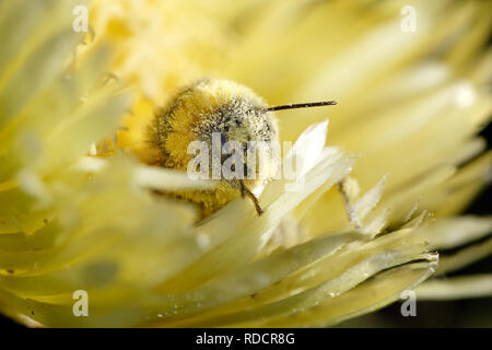 Funny honey bee uscente da un fiore giallo coperto di polline Foto Stock