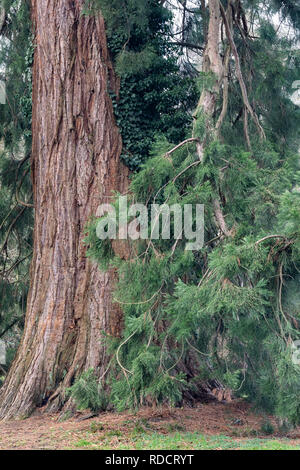 Sequoiadendron giganteum - Sequoia gigante - Sequoia gigante a Westonbirt, National Arboretum, Gloucestershire, Inghilterra Foto Stock