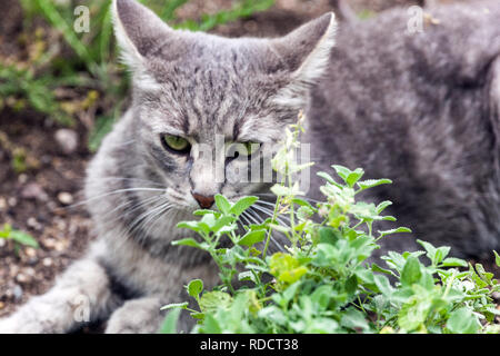 Cat in erba gatta bed Foto Stock