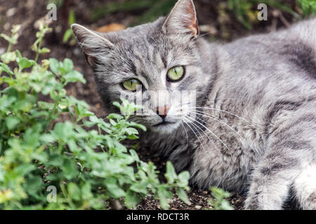 Cat in erba gatta bed Foto Stock