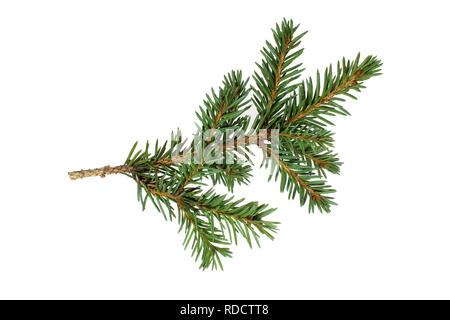 Il ramo di abete rosso Foto Stock