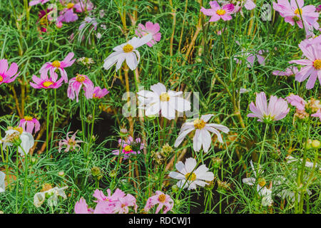 Colorato di zolfo Cosmos fiori su un rack decorare nel parco. Foto Stock