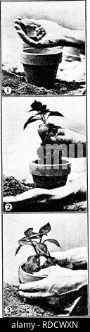 . Propagazione nel vegetale : serra e vivaio pratica . Propagazione nel vegetale. 122. FIG. 109-POTTING I. posizionando il drenaggio in pentola. 2. Posizionando la radicata di taglio e il suolo. 3. Rassodamento della pianta in vaso. pr.ANT LEGNO DI PROPAGAZIONE Alberi, arbusti e vitigni come il rosa, lilla, dierilla ed ortensie. Per lavoro all'aperto sono realizzati di solito prima di mezza estate; all'interno, durante il tardo inverno. Esse vengono tagliate e trattate circa lo stesso come sono ritagli di legno duro. Spesso essi sono fissati in estate dopo i germogli hanno sviluppato e il legno è quasi maturo. Da due a cinque gemme sono generalmente ammessi. La cu Foto Stock