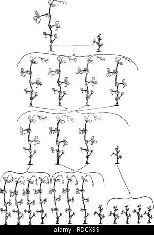 . Botanica agricola per gli studenti . La botanica. 542 eredità. Fig. 475. - Un diagramma illustrante Mendel la scoperta riguardante l'in- eredità lasciataci da tallness e dwarfness nel giardino pisello. Nella parte superiore sono le • i genitori della croce, alto di gamma a sinistra e la varietà nane a destra. Nella riga immediatamente al di sotto è il primo {f,), generazione di tutte le piante che sono alte e così come il genitore alti, e ciascuna delle quali essendo self- fertiUzed prodotta una progenie (F-z generazione) costituita da alti e piante nane in rapporto 3 : 1, come mostrato nella terza riga. Come mostrato in l Foto Stock