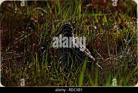 . Gli uccelli di Yellowstone e Grand Teton National Parks . Gli uccelli; uccelli. American Coot National Park Service KILLDEER (Charadrius vociferus) a causa della loro ampia distribuzione e distintivo di ciiaracteristics alcune specie di uccelli sono familiari per la maggior parte di tutti. Il killdeer è un uccello. Questo canto- alcuni shorebird la cui chiamata annuncia il suo nome è un membro della famiglia plover. Kilideers non costruire un nido, invece essi depongono le loro uova sul terreno in una comoda depressione. Per questo motivo le loro uova e i giovani sono vulnerabili ai predatori, come pure di intrusi. Per proteggere il nido e giovani il k Foto Stock